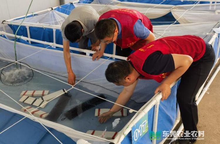 市渔业“轻骑兵”助力澳洲淡水龙虾产业蓬勃发展