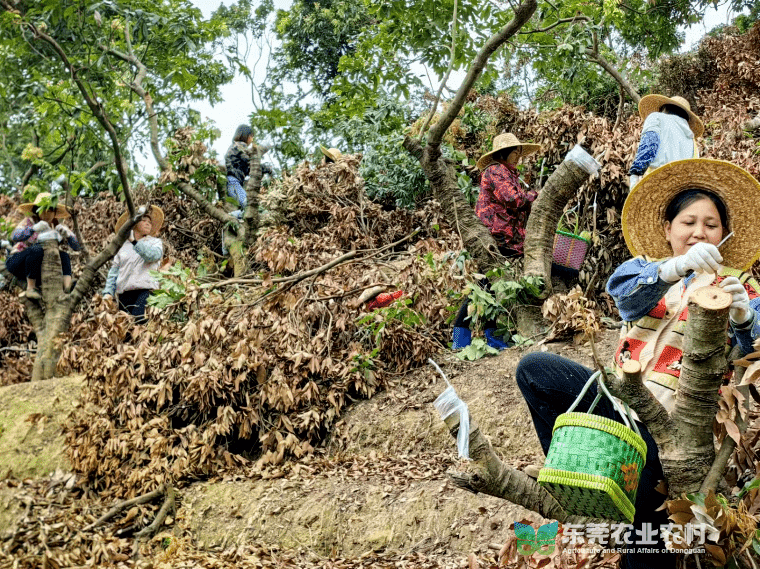 黄江荔枝高接换种工作正稳步有序推进