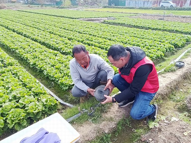 高埗推广喷淋蔬菜技术，为农业节水增效添动力