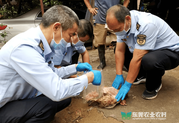 黄江启动养殖环节药物监测采样工作