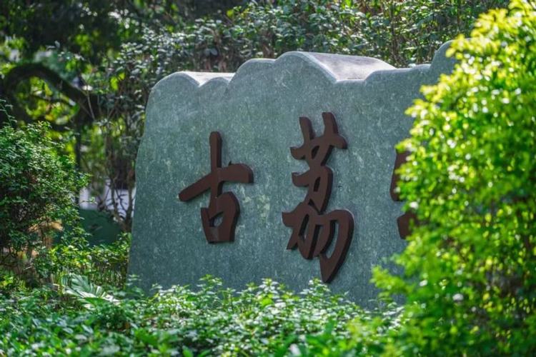大朗镇水平村古荔枝树下：共话文化传承之美