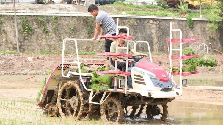 春忙插秧季，田间铺绿正当时