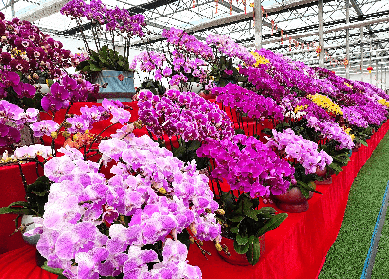 道滘年宵花市场火热，开启热销狂潮