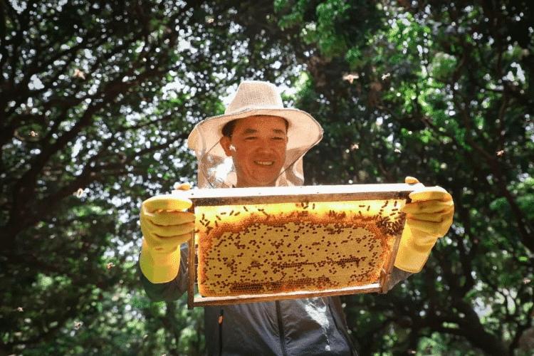 樟木头蜂农开启“甜蜜事业”，收获经济硕果