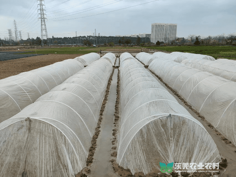 万江：农技“轻骑兵”踏春下田 护航春耕备耕