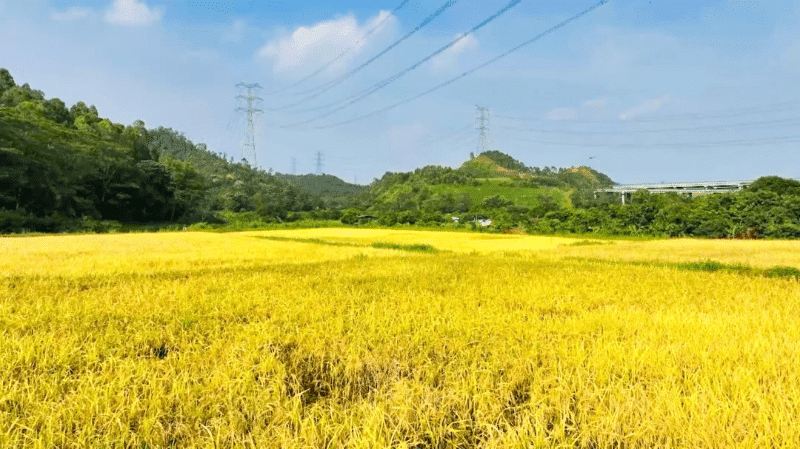 再逢一载“丰”景妙！清溪金穗飘香待丰收