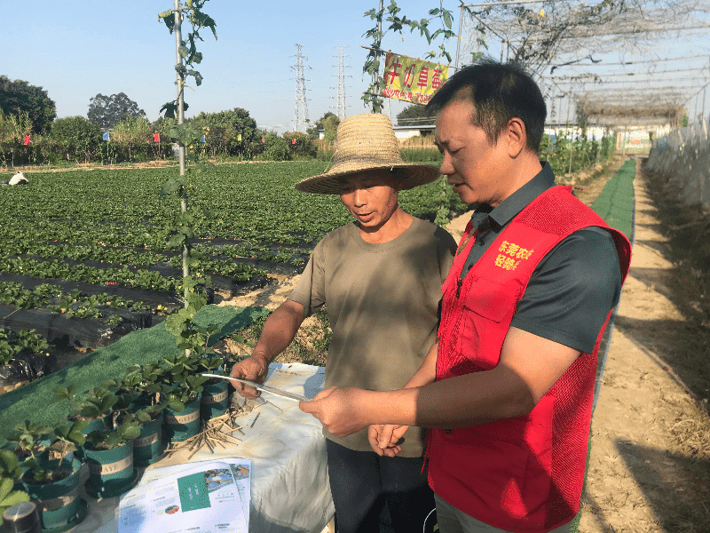 万江农技“轻骑兵”守护草莓质量安全防线