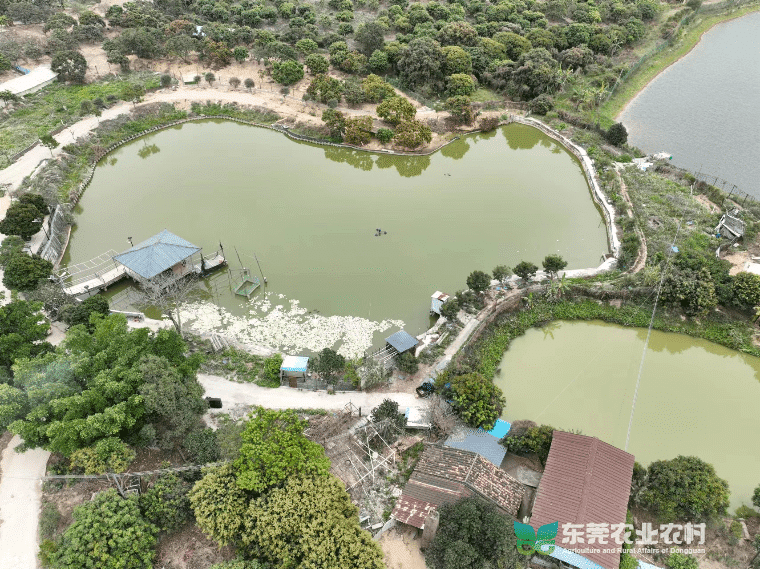 谢岗：借无人机之力开展动物养殖巡查工作