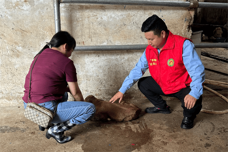 横沥“五一”不停歇：农技“轻骑兵”助产行动尽显劳动之美