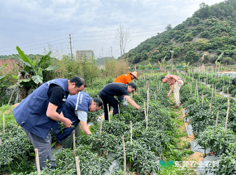 大朗积极协助开展省级农产品质量安全例行监测工作
