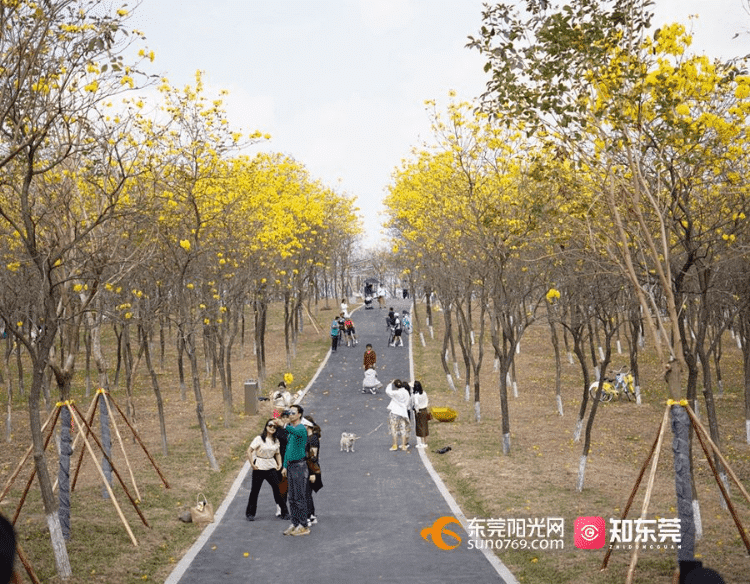 满树繁花撩动春风，松山湖春日限定美景惊艳上线！