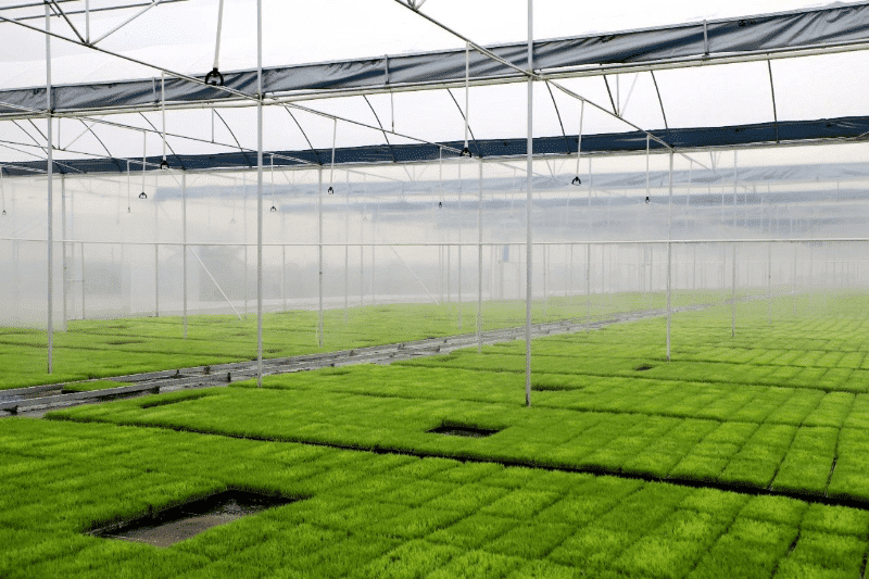 春耕时节农事忙，麻涌大棚育秧正当时