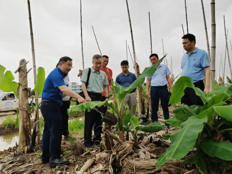 国家香蕉产业体系专家为我市香蕉示范点建设“把脉开方”