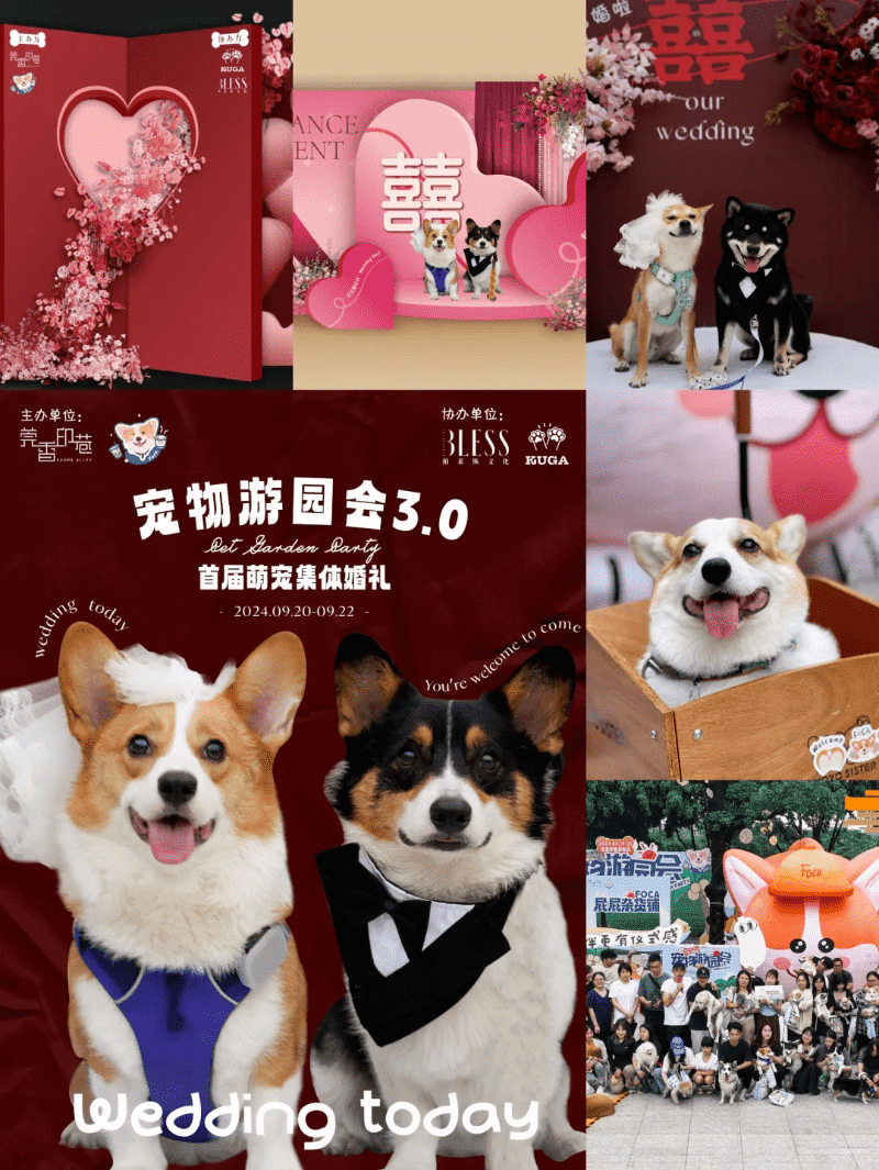 东莞惊现萌宠集体“婚礼”，速来围观！