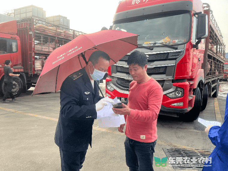 万江农技人用心守年味，坚守岗位保障肉食安全