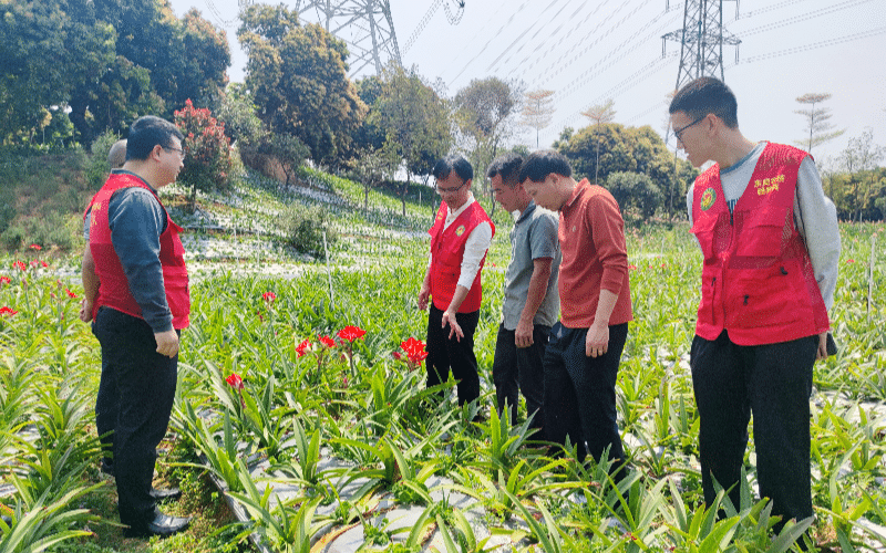 “科技+”赋能，市农科中心研企合作助推朱顶红产业加速发展