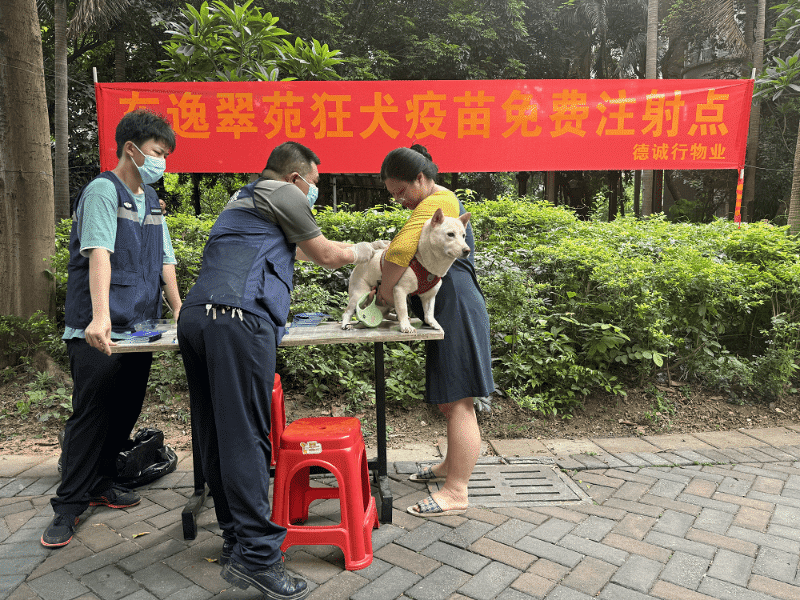 厚街2024年秋季动物狂犬病集中免疫行动火热开启