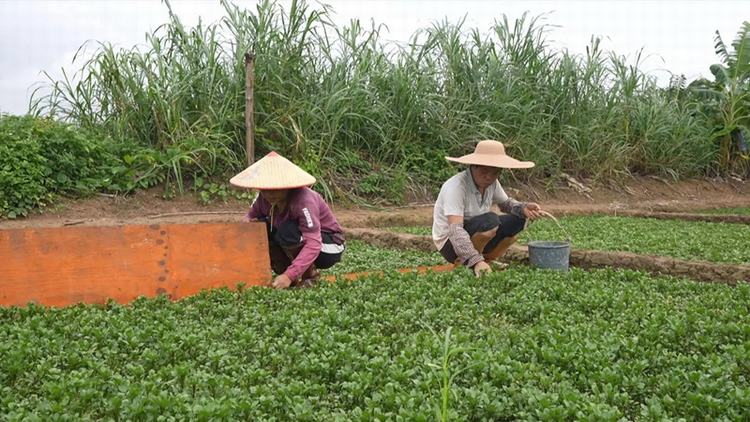 “龙舟水”频袭，菜农紧抓田间管理稳收成