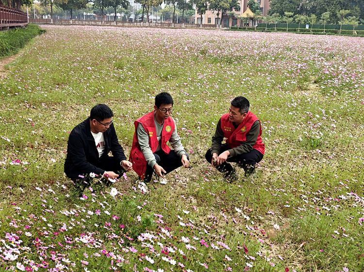 农业科技特派员“轻骑兵”护航，道滘格桑花华丽“转身”成绿肥