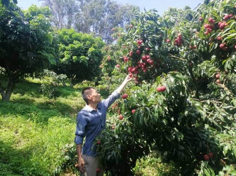 荔枝、丝苗米、冬种菜等加持！东莞7个实践点入选“粤字号”农业品牌