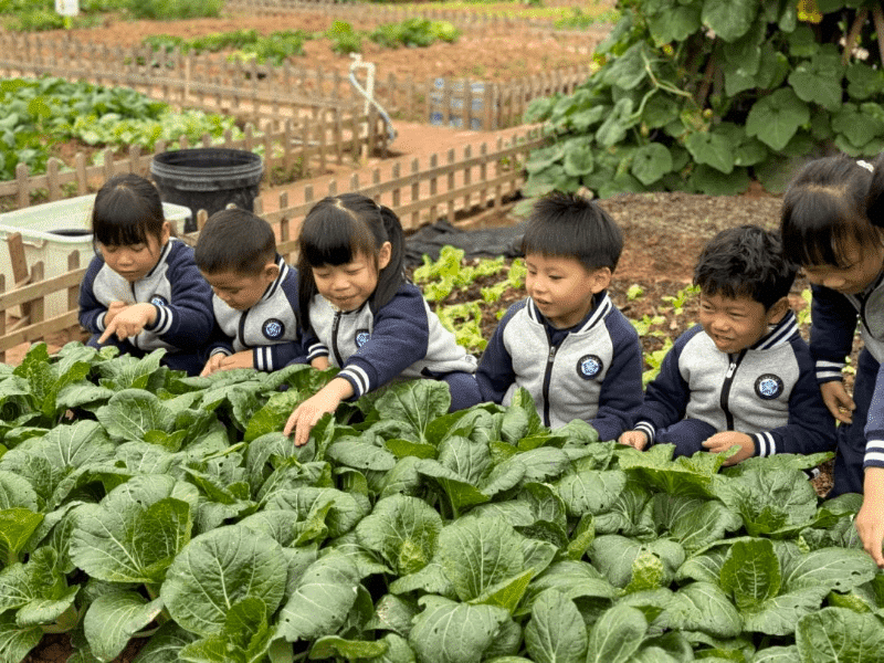 荒地“变身”菜园！黄江镇中心幼儿园劳动实践基地迎丰收