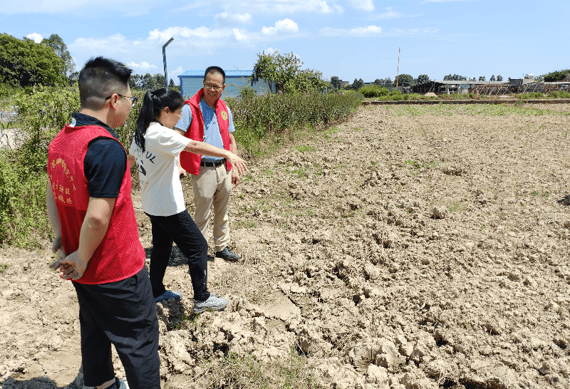 科技赋能：土壤改良与科学防治助力万江豇豆安全高产