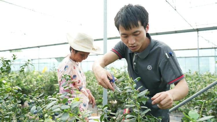 顺丰多渠道开启抢鲜配送，助力东莞蓝莓“出圈”