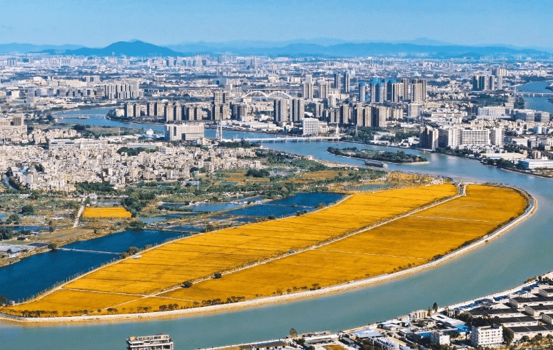 全市一等奖！东莞水乡洪梅晚稻成“冠军粮田”