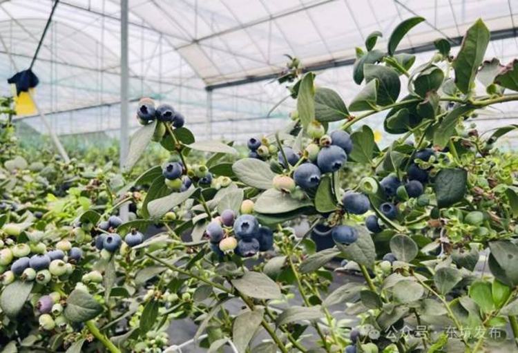 东坑农业园蓝莓丰收，美味“蓝”不住！