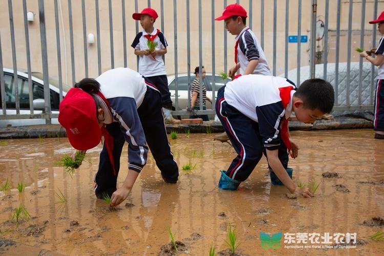 “一粒米”承载伟大使命，农技“轻骑兵”送农业科普进课堂
