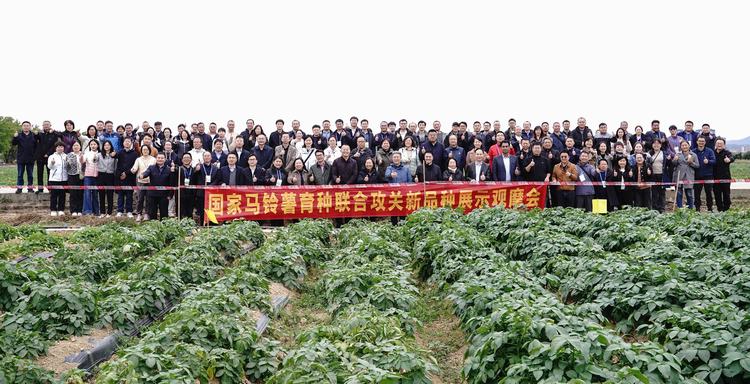 国家马铃薯育种联合攻关为冬作马铃薯产业发展添动力