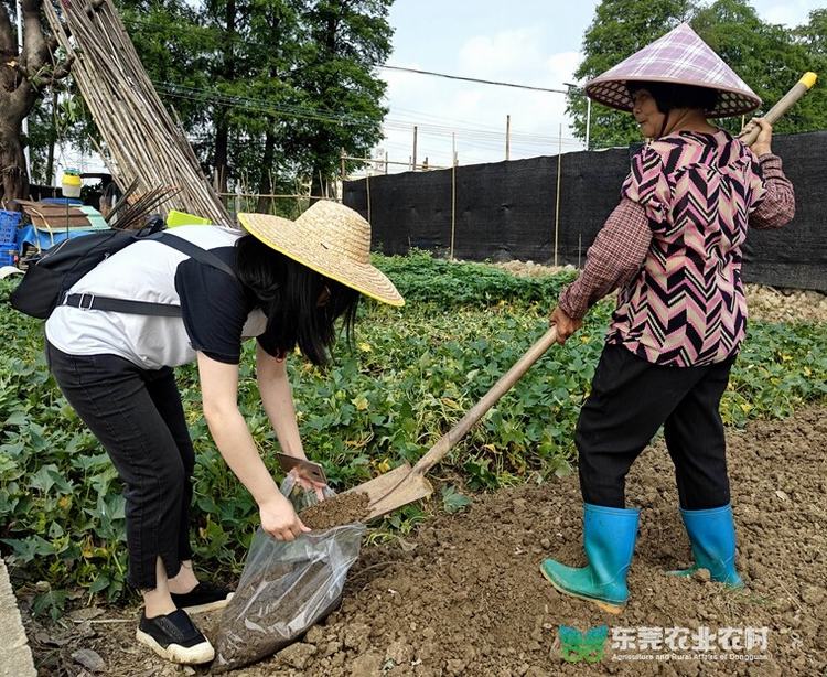 市农检所于道滘开展农产品质量安全例行监测工作