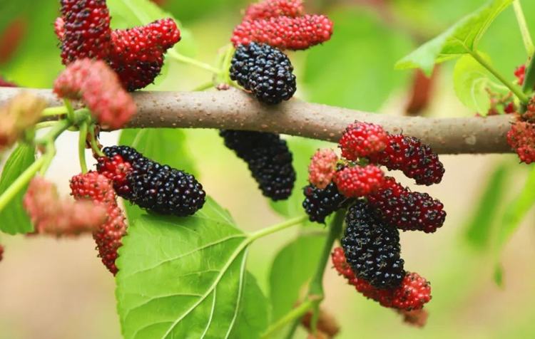 邂逅麻涌桑果，满心“葚”欢等你来摘