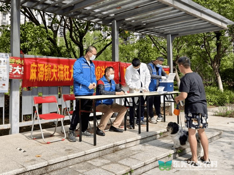 麻涌积极推进春季动物防疫工作