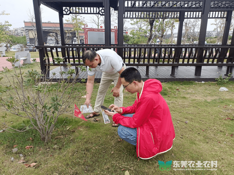 麻涌打响红火蚁防控攻坚战，行动进行时！