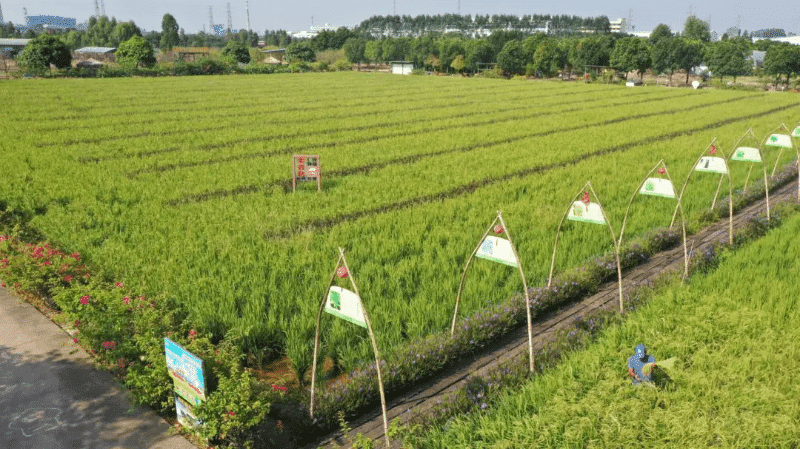 金秋麻涌：稻香四溢，满目丰收盛景
