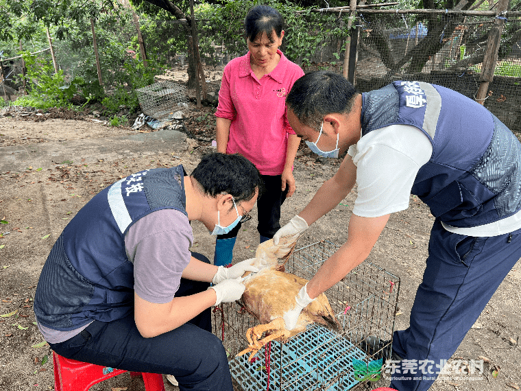 厚街农技中心启动2024年春季防疫监测采样工作