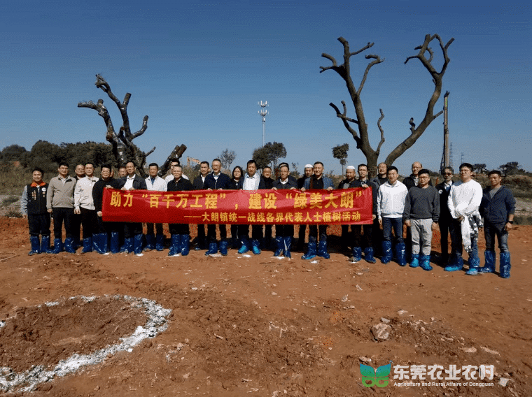 大朗：汇聚绿色力量，乡村绿化正当时