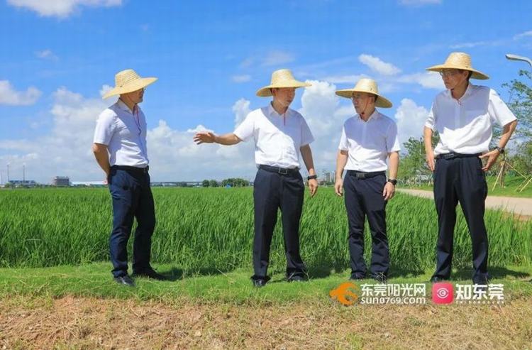 肖亚非调研粮食生产与都市现代农业现状