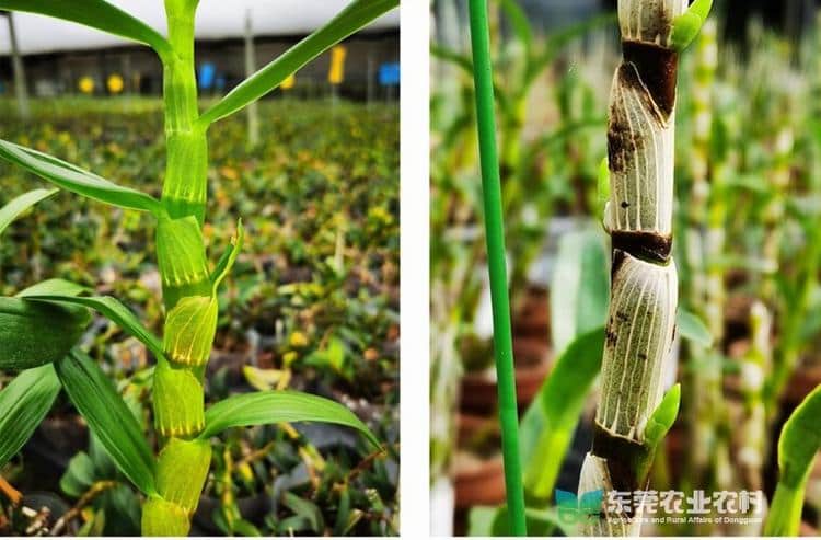 “轻骑兵”专家亮出诊治石斛兰黑茎病良方