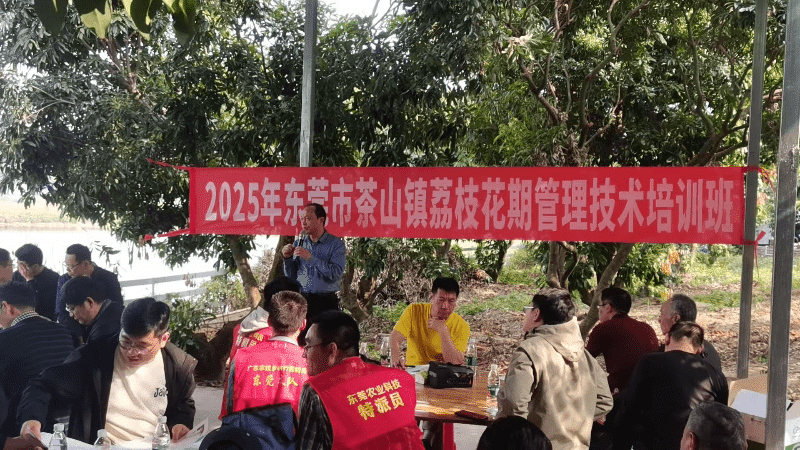 茶山开展2025年荔枝花期管理技术培训活动