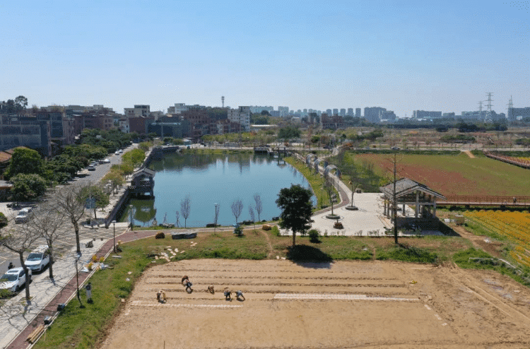 万象“耕”新！企石500余亩早稻开启春耕大幕