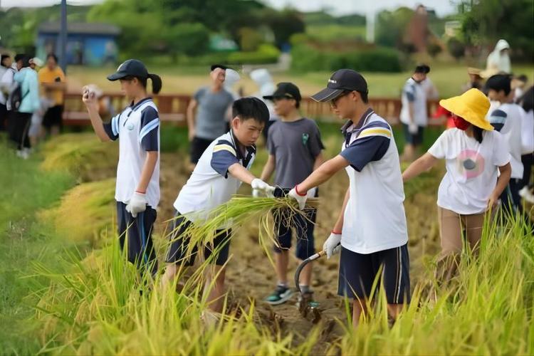夏日横沥农耕行，沉浸式解锁丰收喜悦！