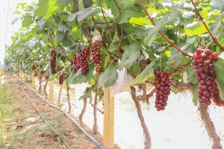 大朗严抓葡萄农药残留，畅享安全美味葡萄！