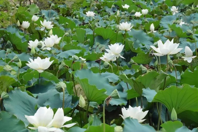当“夏”之美！麻涌邂逅花果飘香盛景