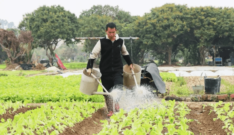 人勤春至农事早，常平菜农春耕酣