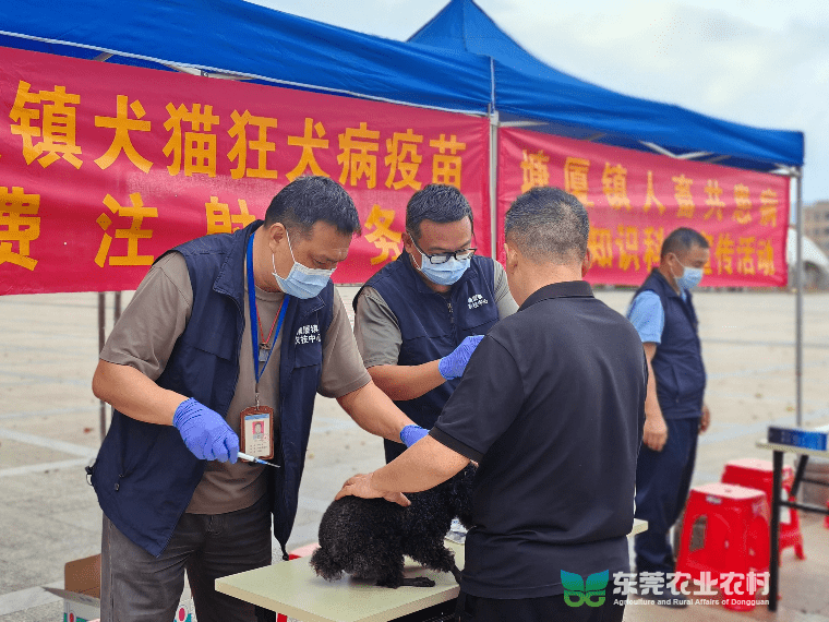 塘厦发力，打出春季重大动物疫病集中免疫“组合拳”