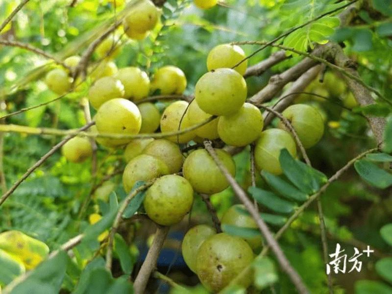 樟木头：大片优质油柑子喜获丰收