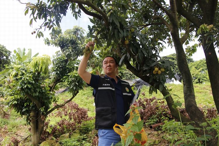 大朗强化荔枝风险监测，筑牢上市质量防线