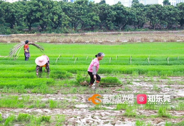 地道东莞：禾苗插田，新一年水稻丰收进入“倒计时”